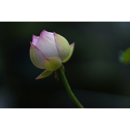 Sigma 85mm f/1.4 DG DN Art for L-Mount