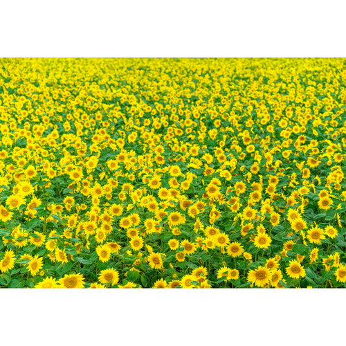 Sigma 85mm f/1.4 DG DN Art for L-Mount