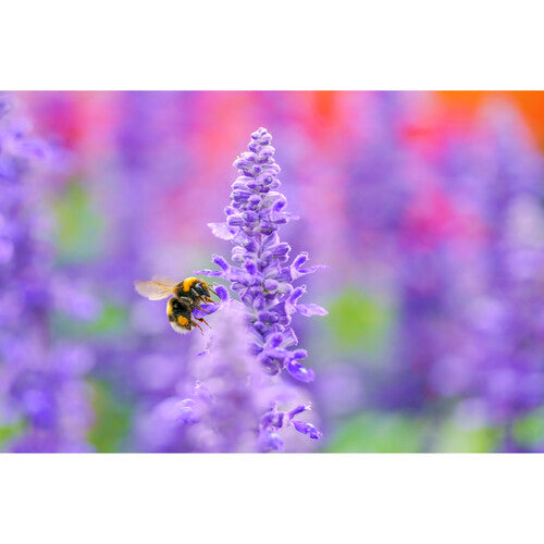 Sigma 105mm f/2.8 DG DN Macro Art Lens for Sony E