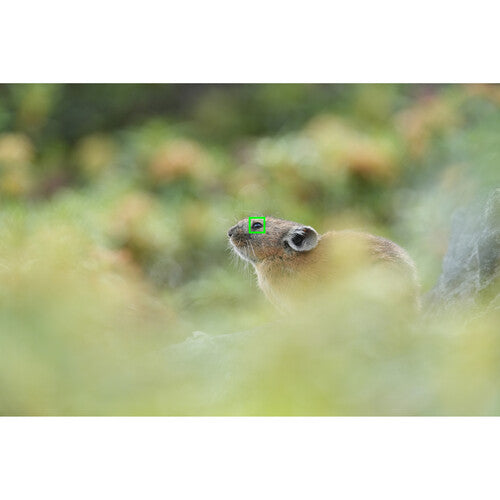 Sony a7R V Mirrorless Camera