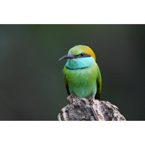 Sony a6700 Mirrorless Camera with 16-50mm Lens