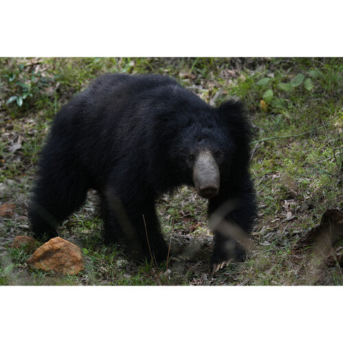 Sony a6700 Mirrorless Camera with 16-50mm Lens