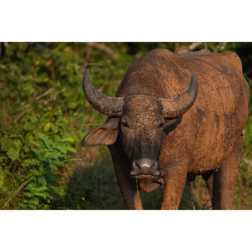 Sony a6700 Mirrorless Camera with 16-50mm Lens