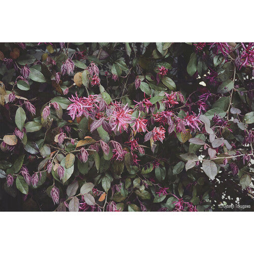 Panasonic Lumix S 26mm f/8 Lens (Leica L)