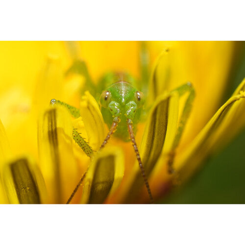 Sony FE 100mm f/2.8 Macro GM Lens (Sony E)