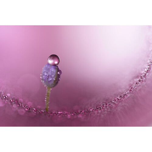 Sony FE 100mm f/2.8 Macro GM Lens (Sony E)