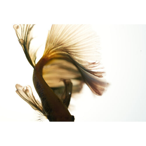 Sony FE 100mm f/2.8 Macro GM Lens (Sony E)