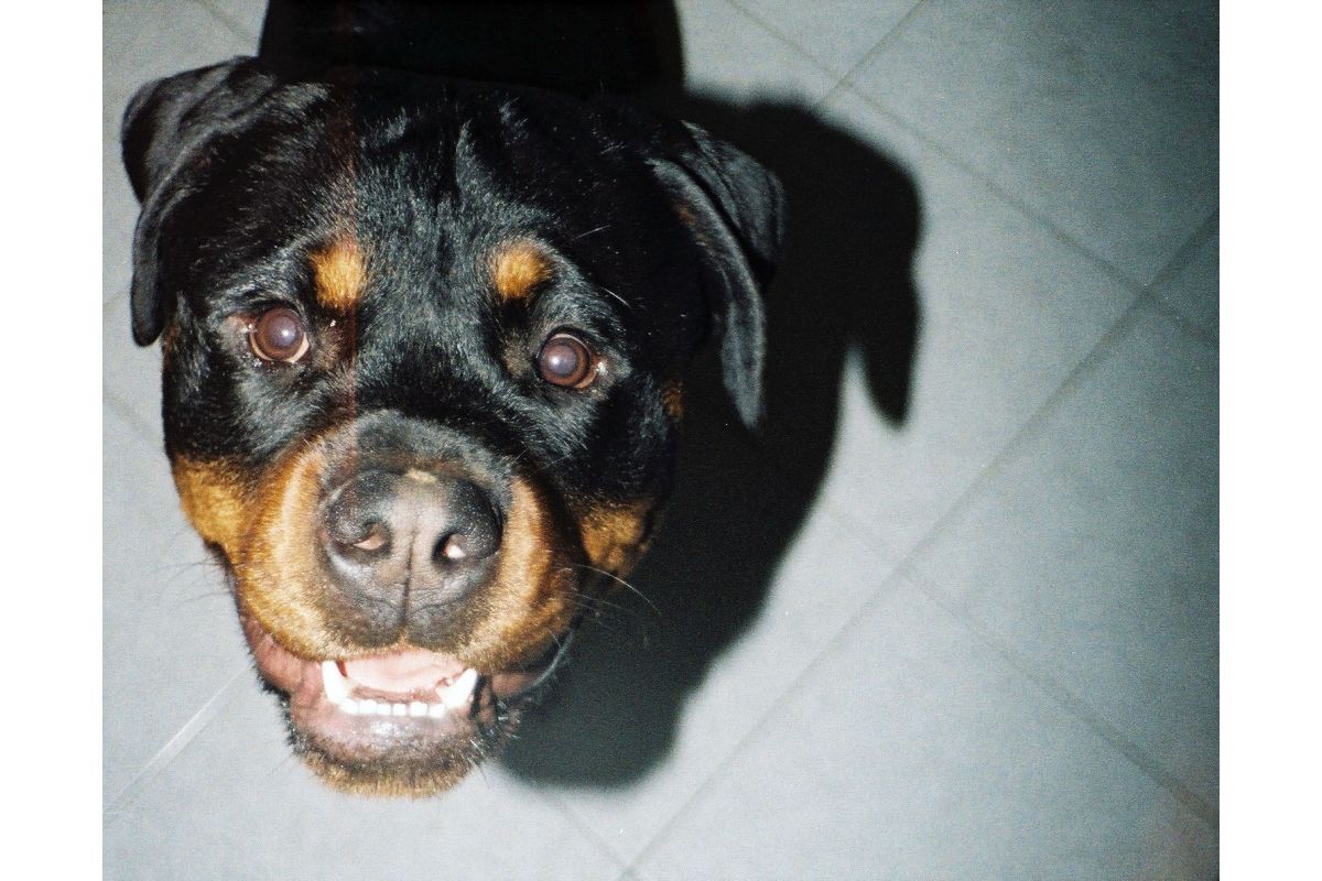 Lomography Lomomatic 110 Camera & Flash Metal