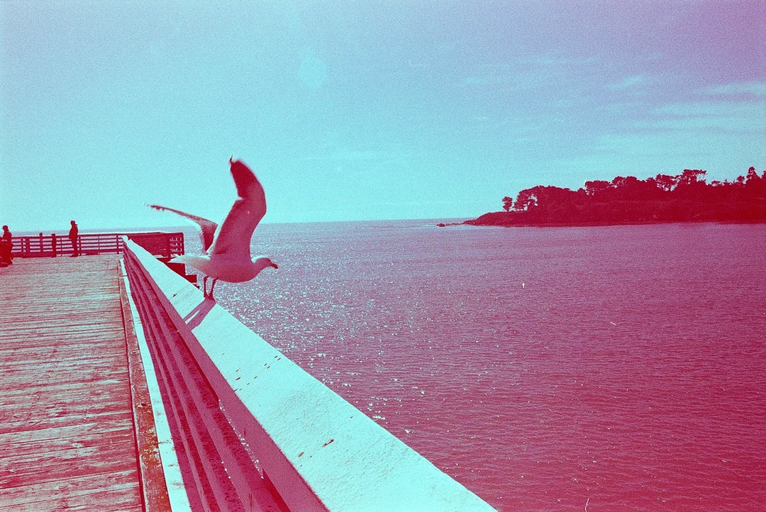 REVOLOG 600nm 200 Color Negative Film (35mm Roll Film, 36 Exposures)
