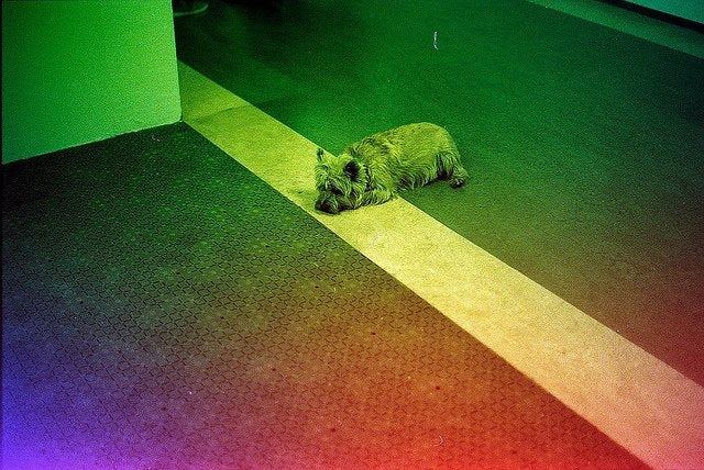 REVOLOG KOLOR 200 ISO 36 EXP