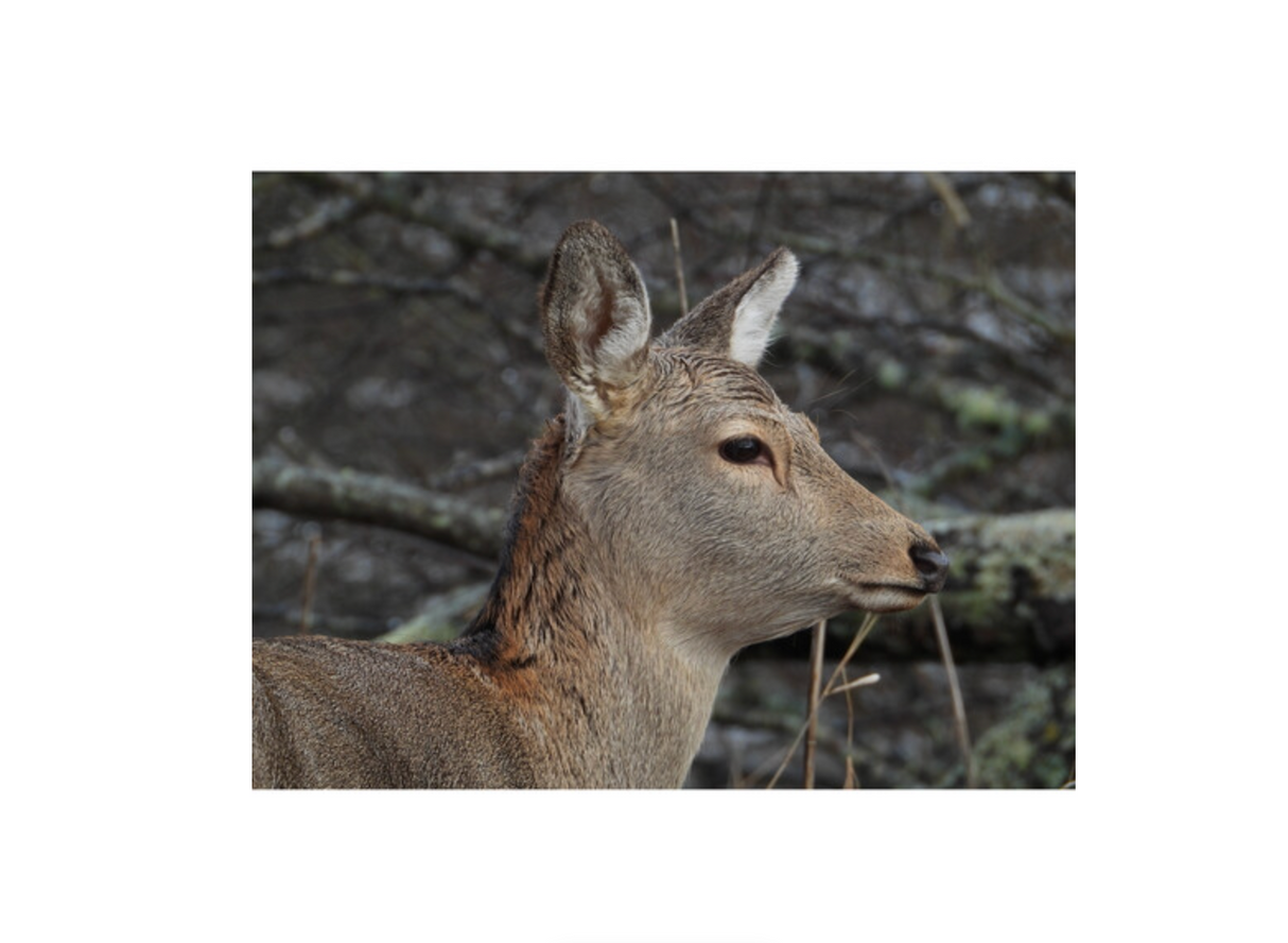 Nikon COOLPIX P1100 Digital Camera