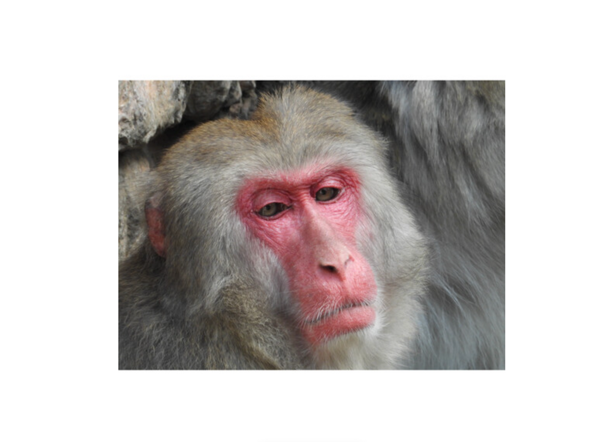 Nikon COOLPIX P1100 Digital Camera