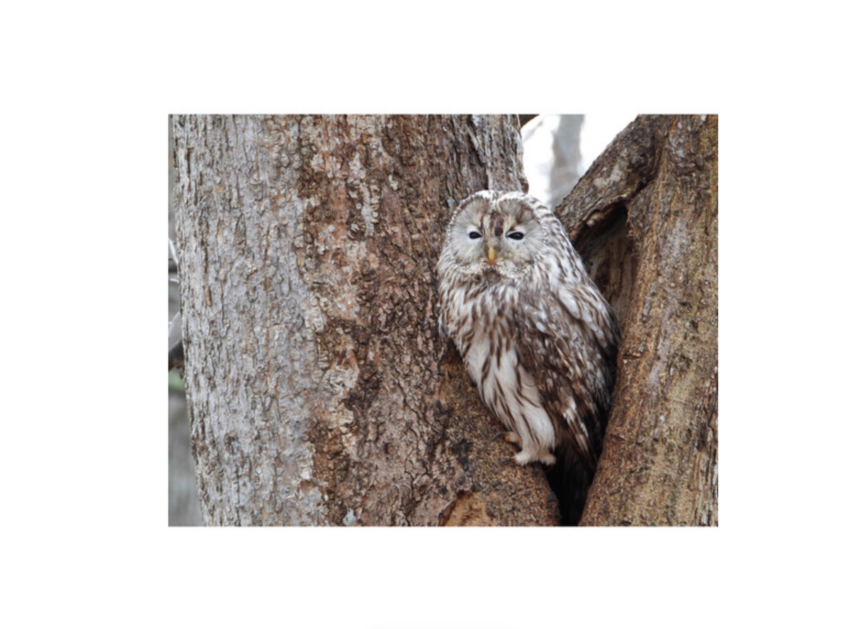 Nikon COOLPIX P1100 Digital Camera