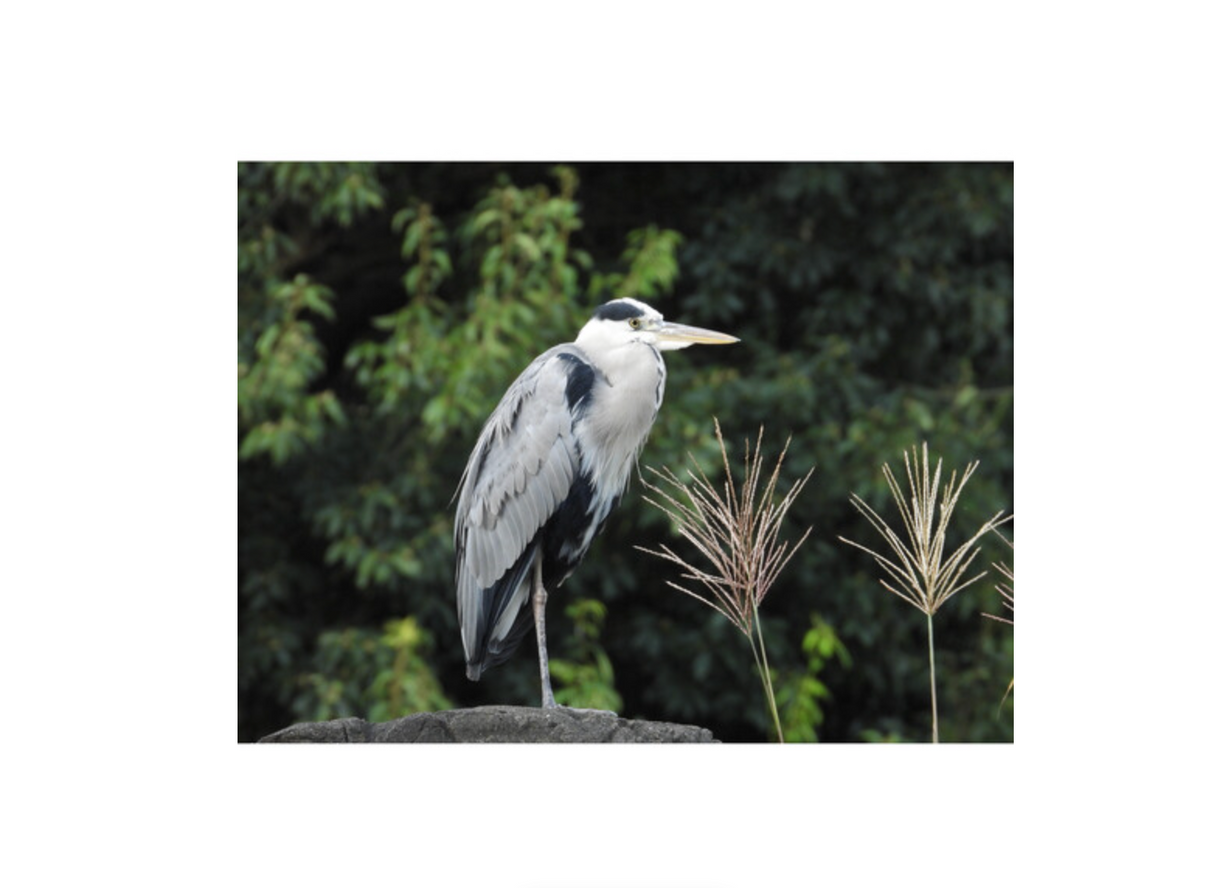 Nikon COOLPIX P1100 Digital Camera