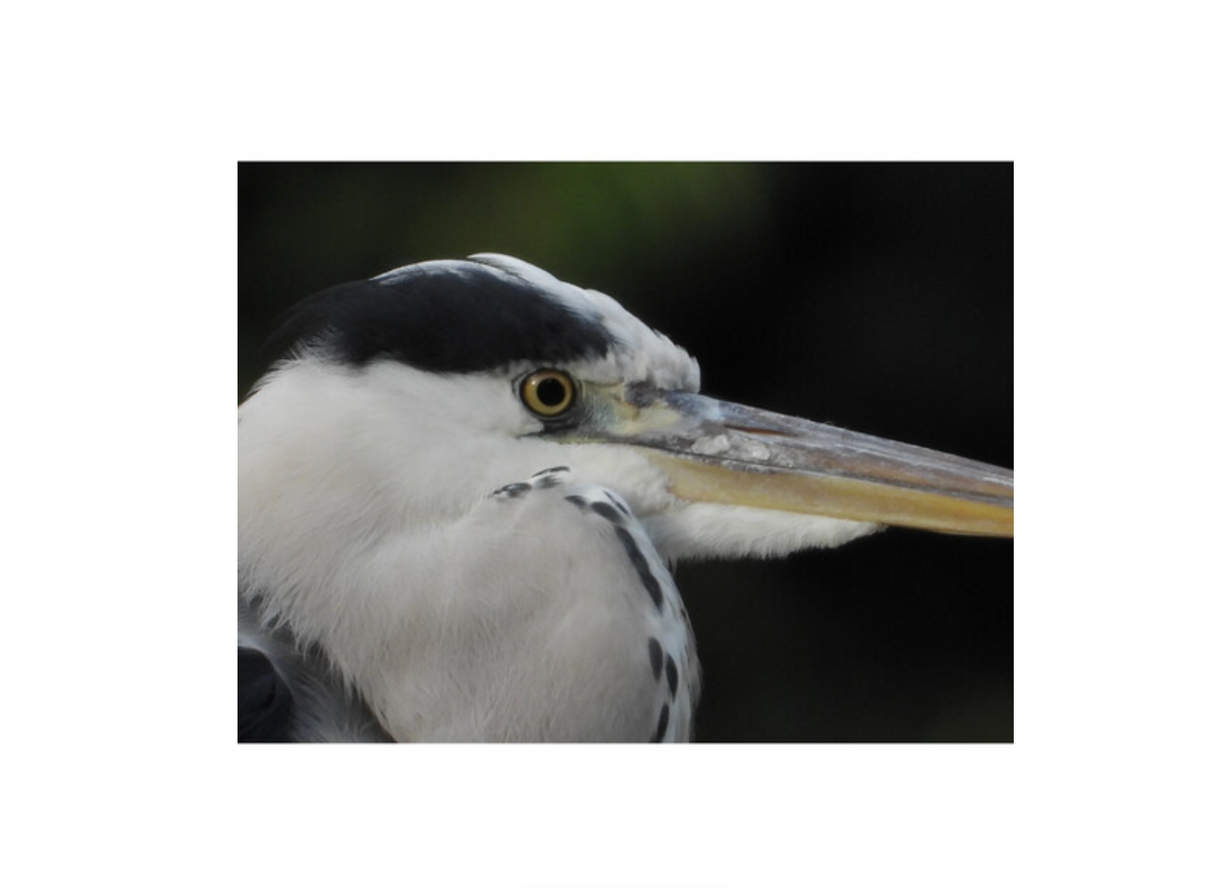 Nikon COOLPIX P1100 Digital Camera