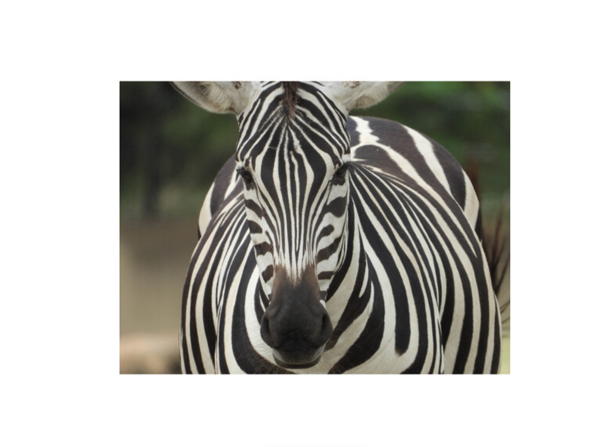 Nikon COOLPIX P1100 Digital Camera