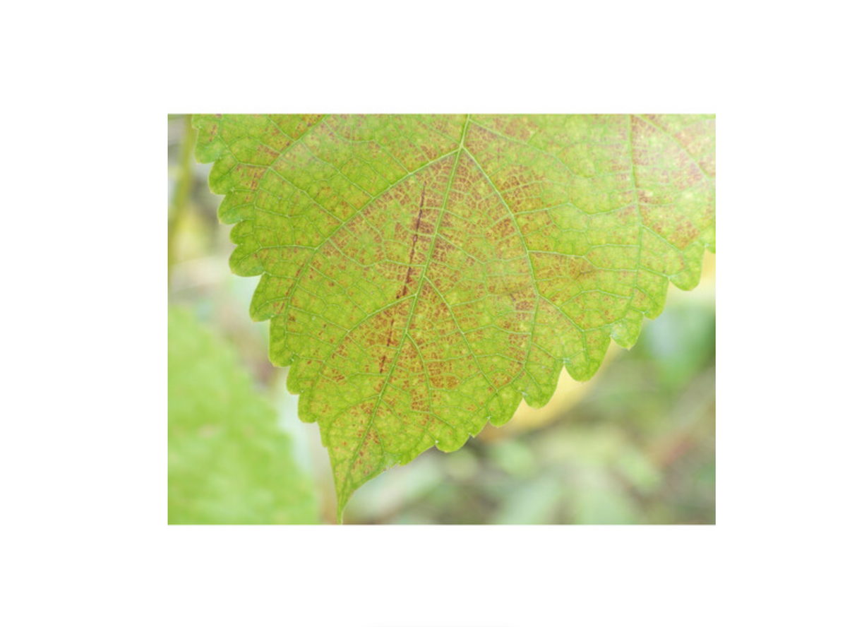 Nikon COOLPIX P1100 Digital Camera