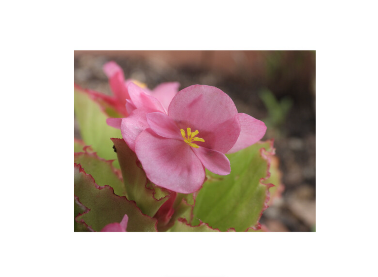 Nikon COOLPIX P1100 Digital Camera