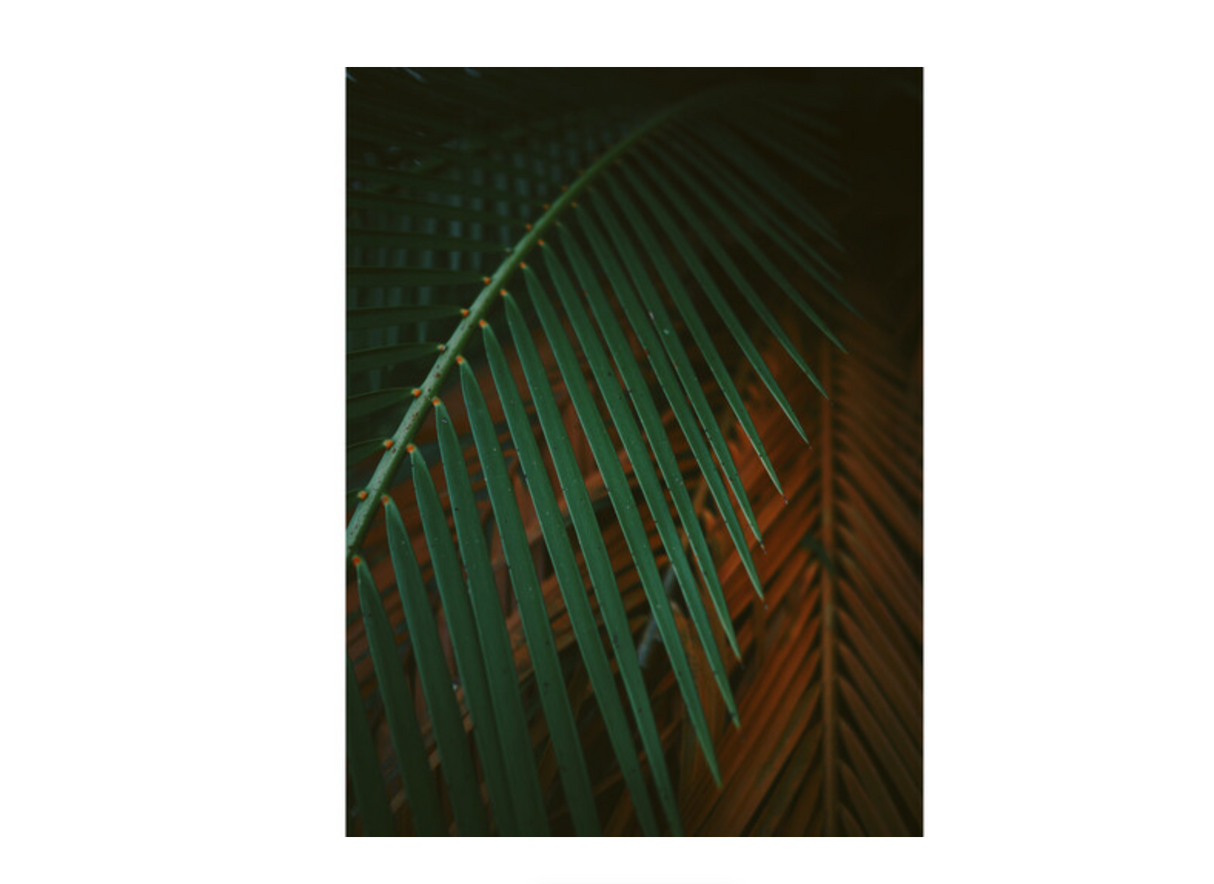 OM System OM-3 Body