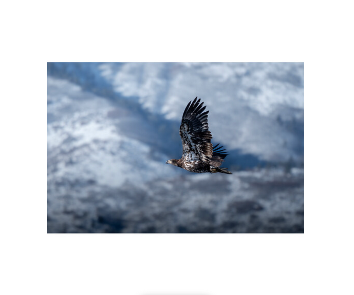 OM SYSTEM M.Zuiko Digital ED 100-400mm f/5-6.3 IS II