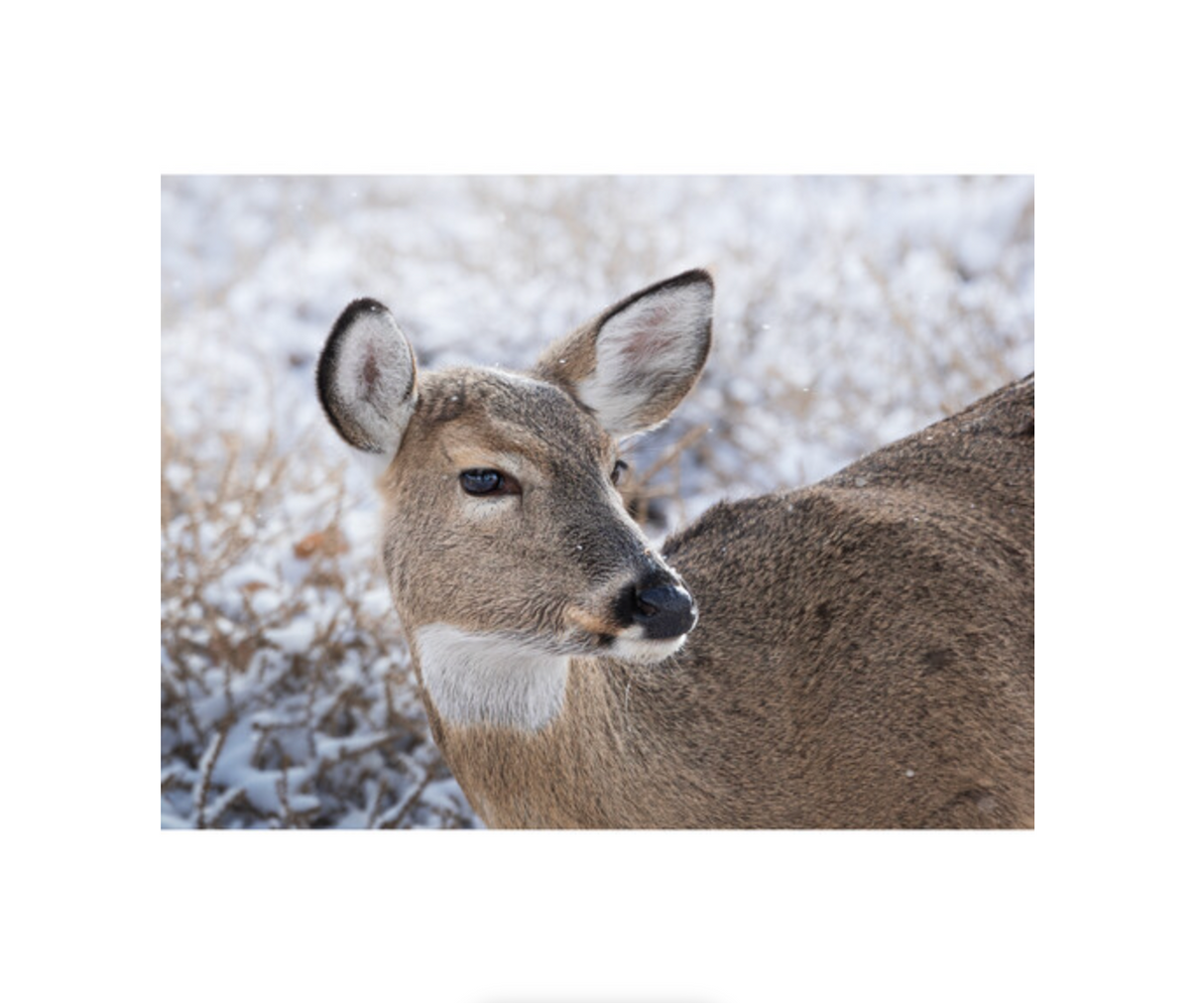 OM SYSTEM M.Zuiko Digital ED 100-400mm f/5-6.3 IS II