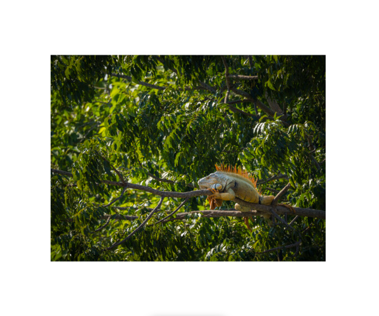 OM SYSTEM M.Zuiko Digital ED 100-400mm f/5-6.3 IS II