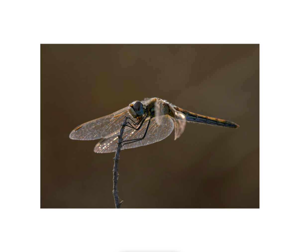 OM SYSTEM M.Zuiko Digital ED 100-400mm f/5-6.3 IS II