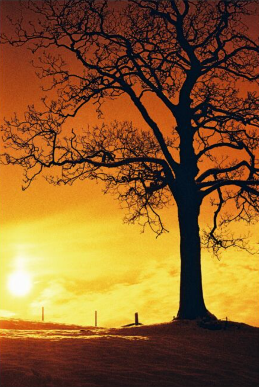 HARMAN RED 125 Redscale Film (35mm Roll Film, 36 Exposures)
