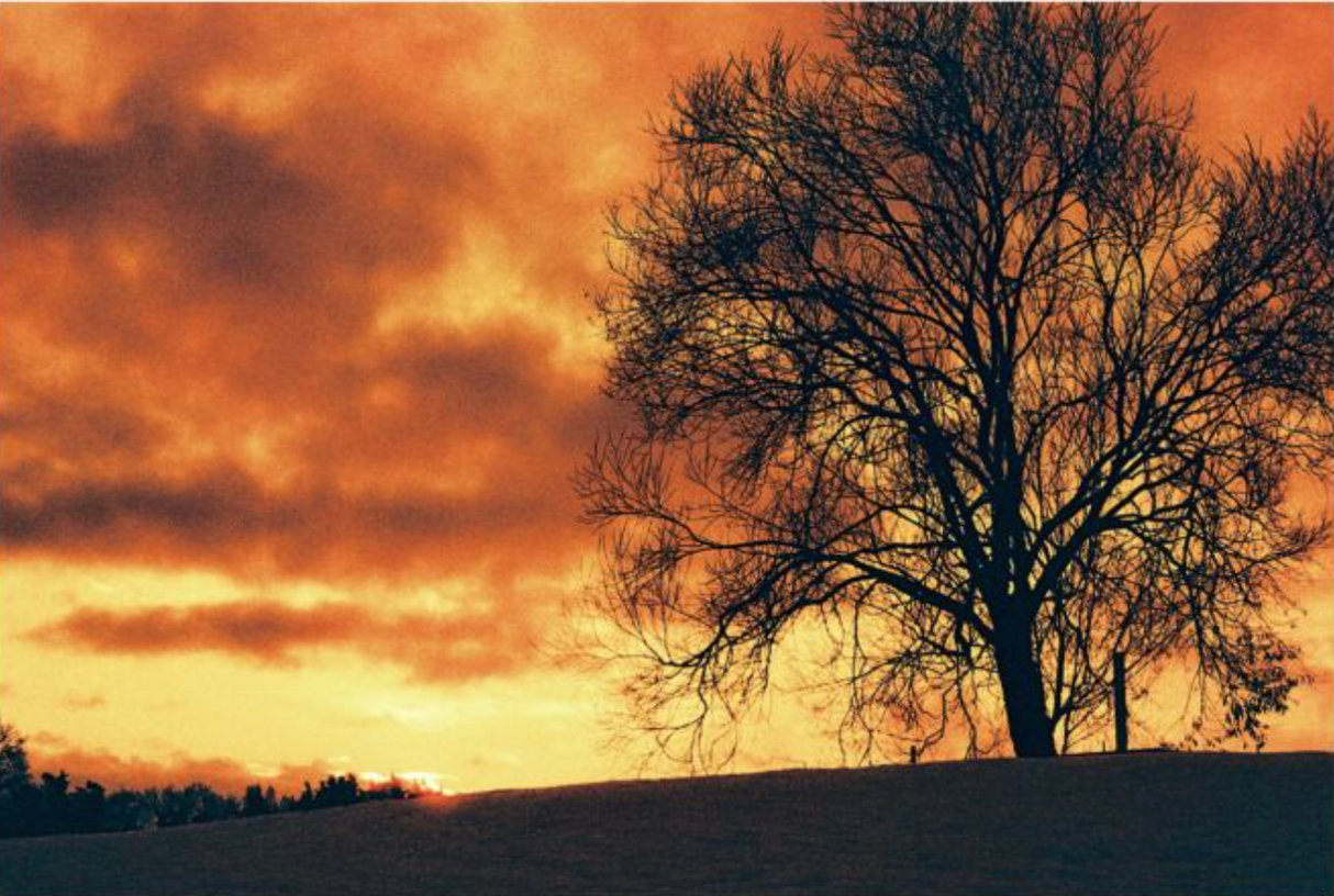 HARMAN RED 125 Redscale Film (35mm Roll Film, 36 Exposures)