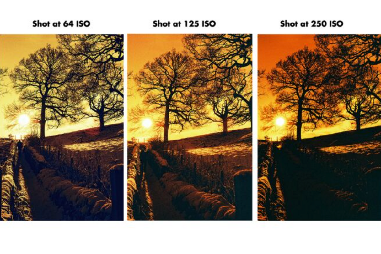 HARMAN RED 125 Redscale Film (35mm Roll Film, 36 Exposures)