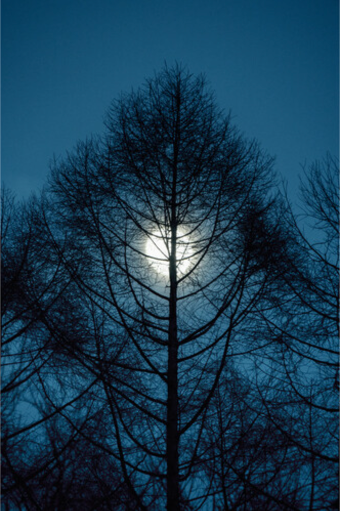 Sigma 16-300mm f/3.5-6.7 DC OS Contemporary Lens (L-Mount)