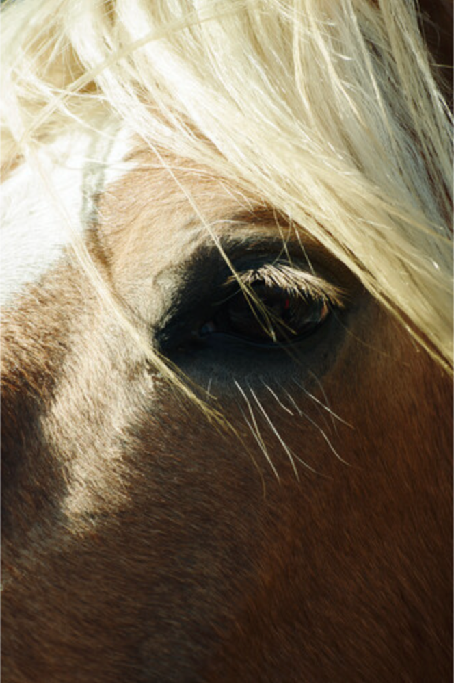 Sigma 16-300mm f/3.5-6.7 DC OS Contemporary Lens (Sony E)