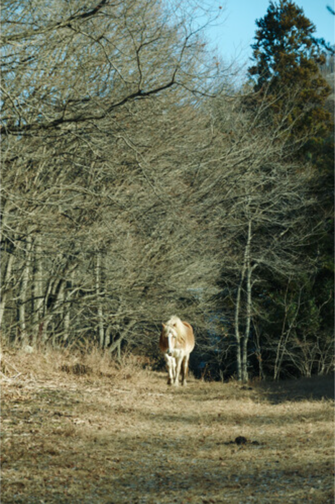 Sigma 16-300mm f/3.5-6.7 DC OS Contemporary Lens (FUJIFILM X)