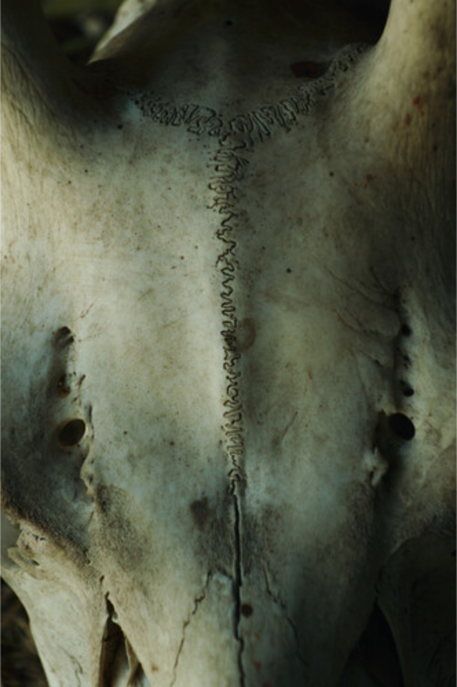 Sigma 16-300mm f/3.5-6.7 DC OS Contemporary Lens (Sony E)