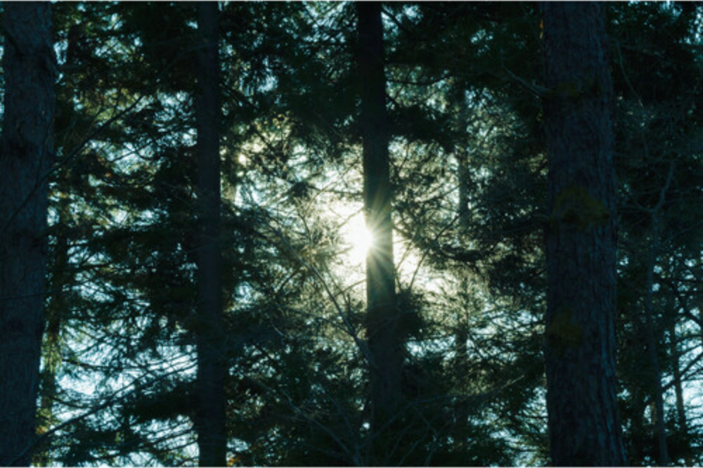 Sigma 16-300mm f/3.5-6.7 DC OS Contemporary Lens (FUJIFILM X)