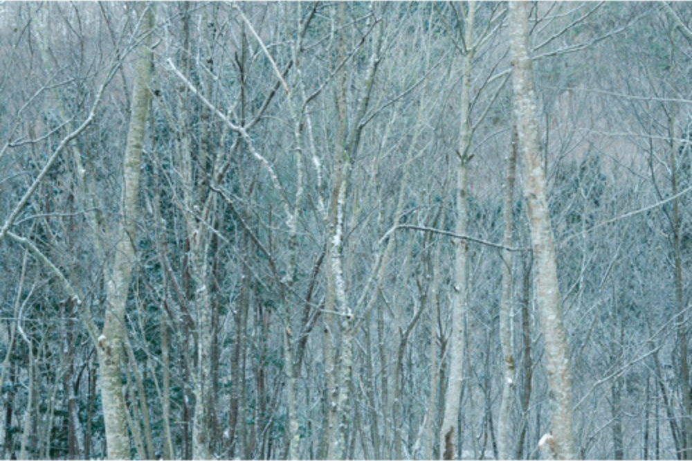 Sigma 16-300mm f/3.5-6.7 DC OS Contemporary Lens (Canon RF)