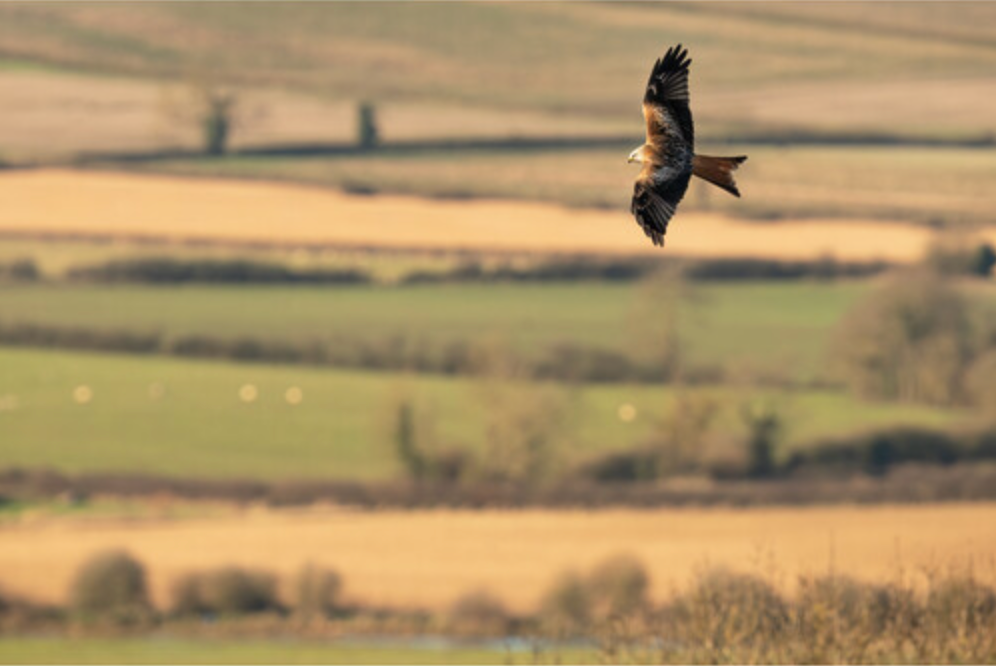 Sigma 300-600mm f/4 DG OS Sports Lens (L-Mount)