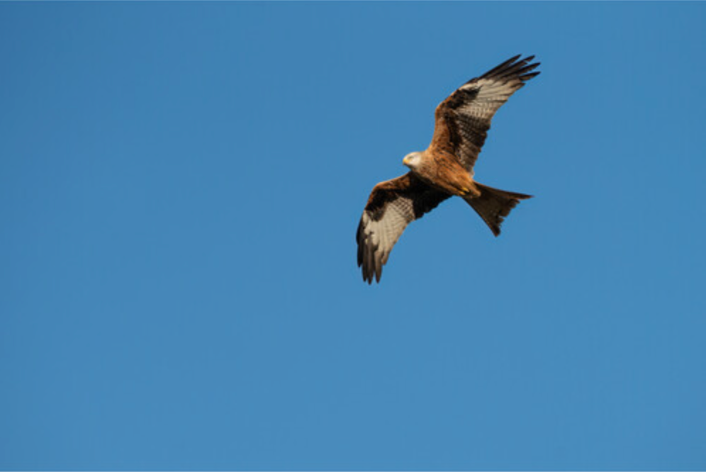 Sigma 300-600mm f/4 DG OS Sports Lens (Sony E)