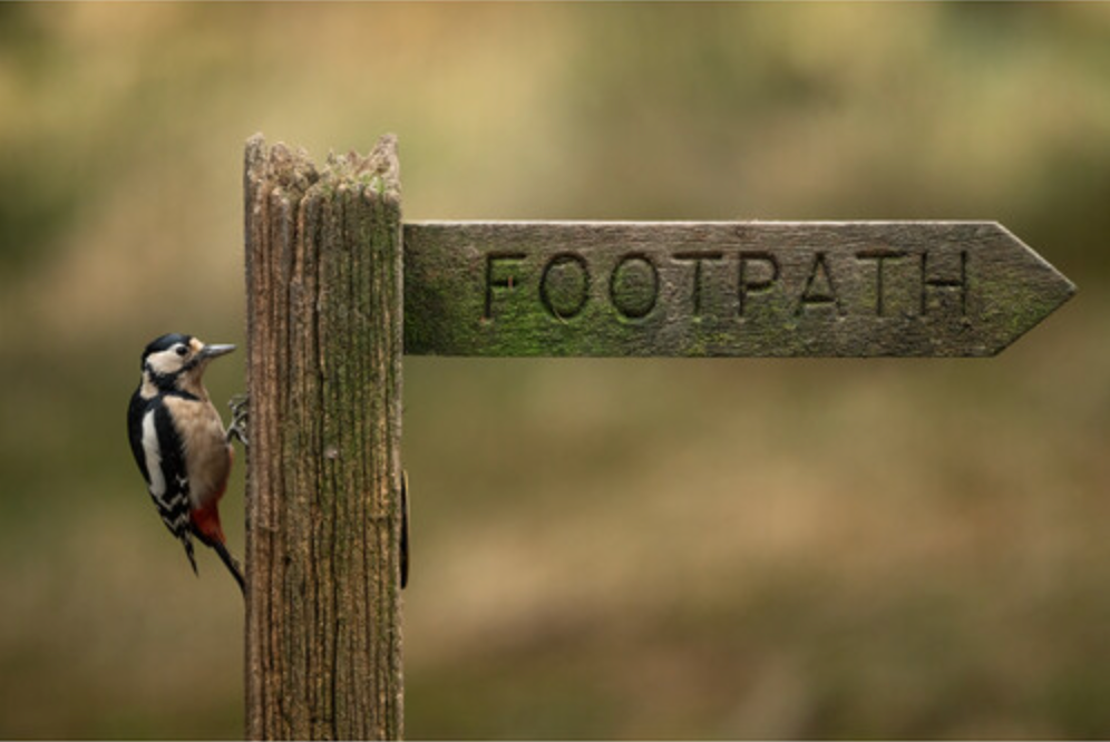 Sigma 300-600mm f/4 DG OS Sports Lens (Sony E)