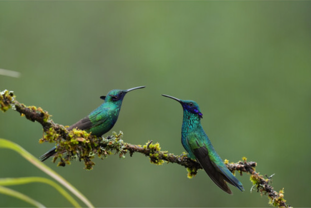 Sony FE 400-800mm f/6.3-8 G OSS