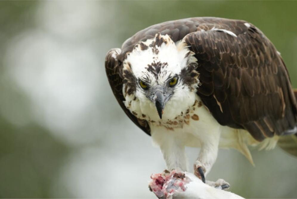 Sony FE 400-800mm f/6.3-8 G OSS