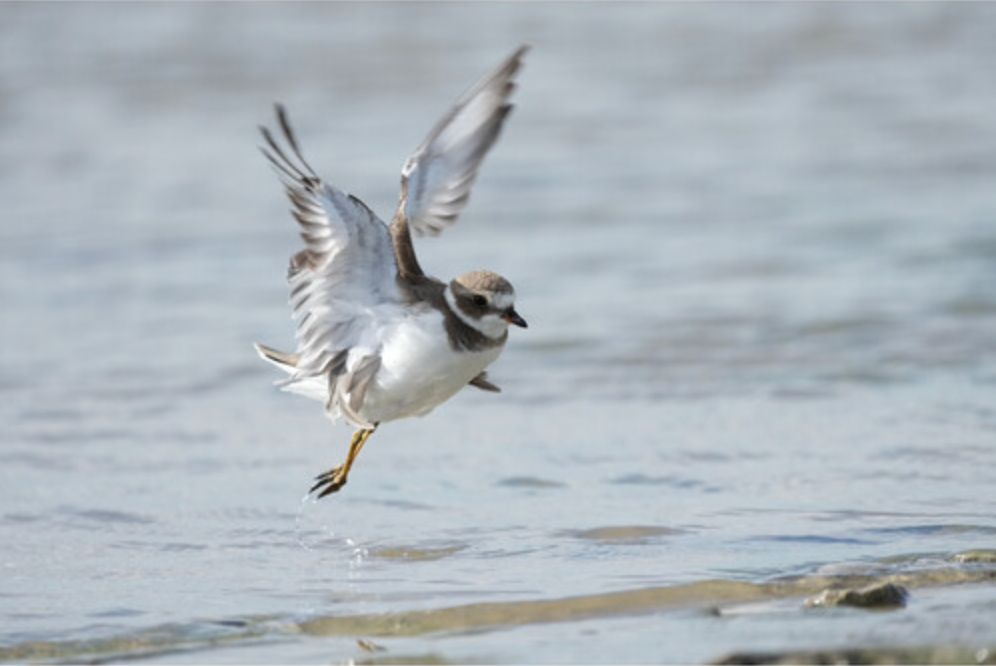 Sony FE 400-800mm f/6.3-8 G OSS