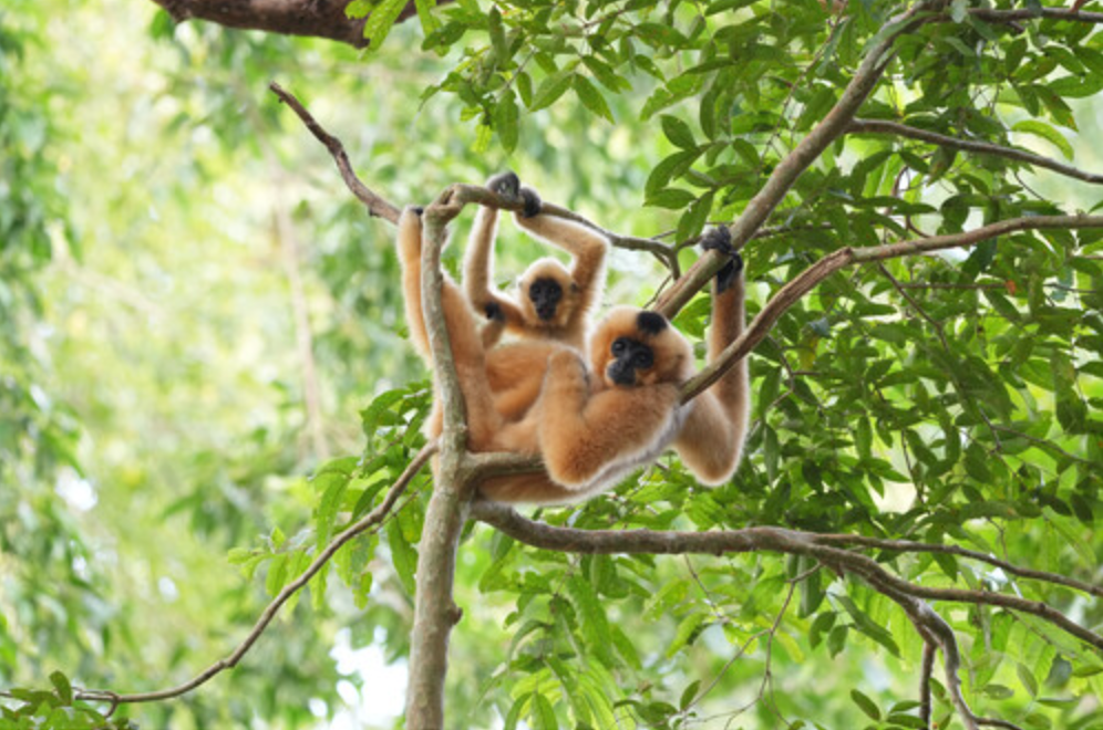 Sony FE 400-800mm f/6.3-8 G OSS