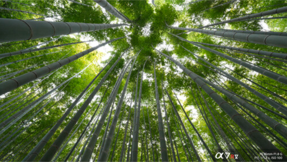 Sony FE 16mm f/1.8 G