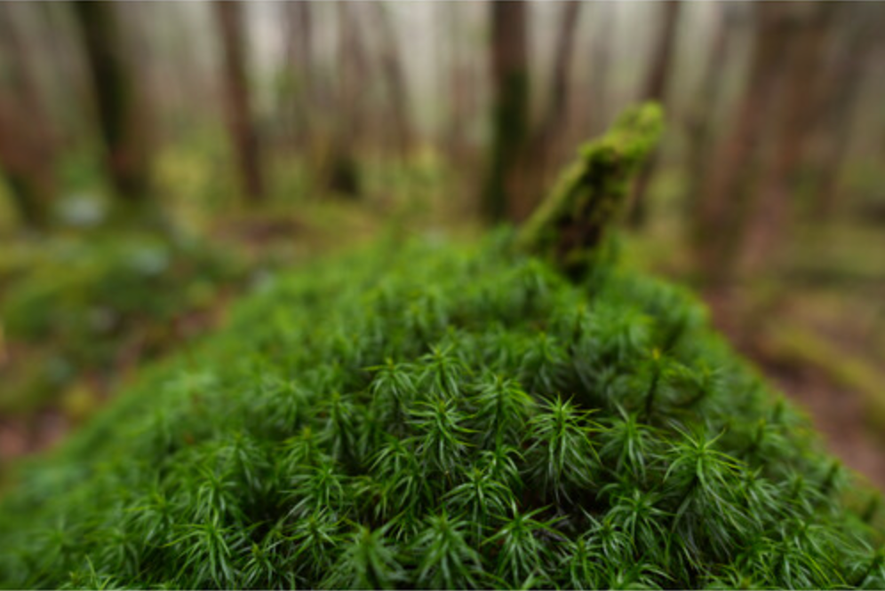 Sony FE 16mm f/1.8 G