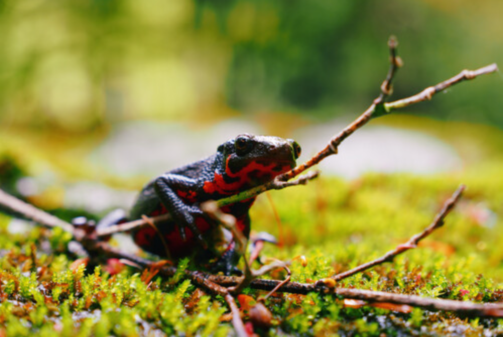 OM SYSTEM OM-5 Mark II BODY BLACK