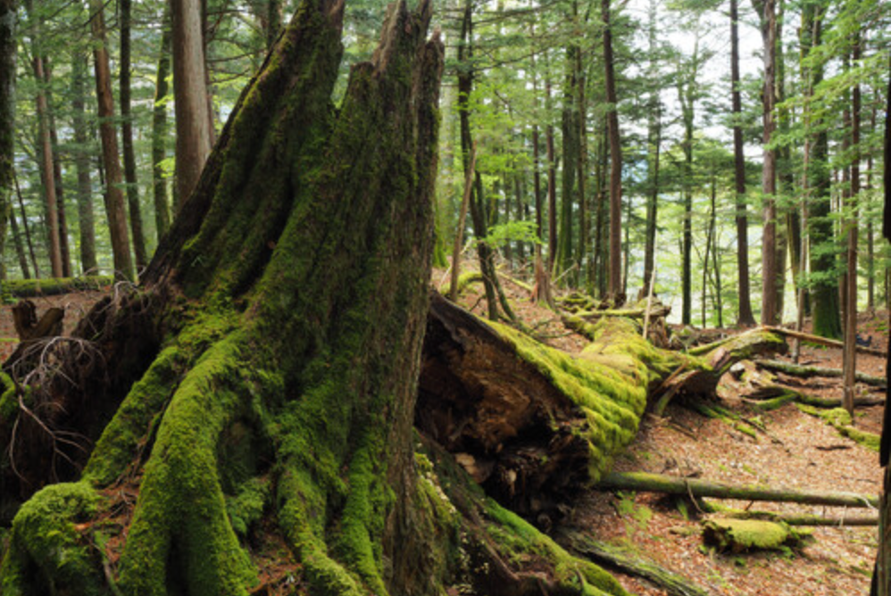 OM SYSTEM OM-5 Mark II Black w/ M.ZUIKO DIGITAL ED 12-45mm F4.0 PRO KIT