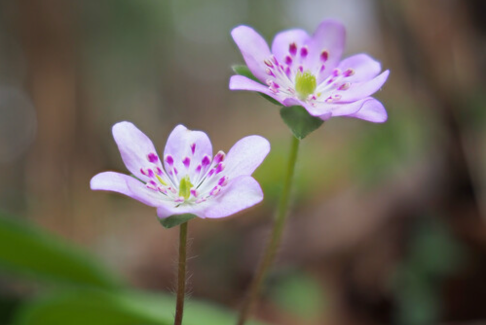 OM SYSTEM OM-5 Mark II Black w/ M.ZUIKO DIGITAL ED 12-45mm F4.0 PRO KIT