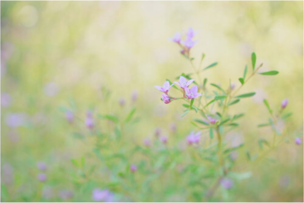 Sony a6700 Mirrorless Camera with 16-50mm f/3.5-5.6 II Lens