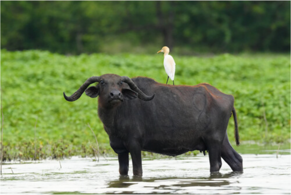 Sony a6700 Mirrorless Camera with 16-50mm f/3.5-5.6 II Lens